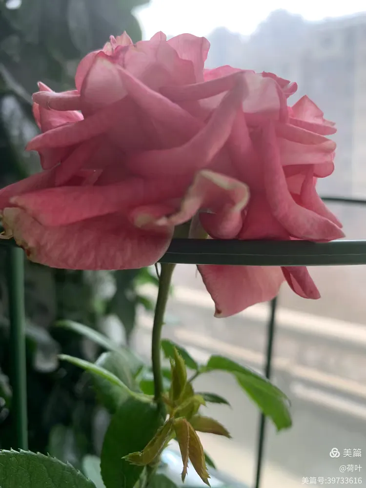 今天是二月初一啦！我的长寿花和玫瑰花🌹依然开得好美哦！🌹🌹🌹🌼🌼🌼🎈🎈🎈♥️♥️♥️